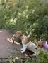 Джак Ръсел Териер, снимка 9