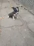 Чистокръвно чихуахуа , снимка 1