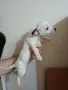 пинчер чихопинчер, снимка 5