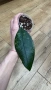 Хоя. Hoya Finlaysonii ah 029, снимка 2