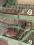 различни видове гугутки , снимка 9