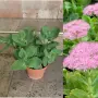 Продавам различни цветя, снимка 7