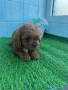 Cavapoo/Кавапу момчета, снимка 3