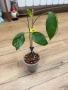 Hoya Хоя Coriacea Silver , снимка 2