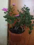 Продавам розово мушкато, снимка 2