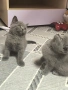 Британска късокосместа госпожица и шотландски клепоухи, снимка 7