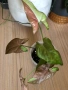Syngonium Pink Salmon , снимка 1