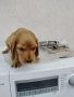 Кокер Шпаньол , снимка 2