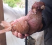   продавам  плевенски гълъби, снимка 2