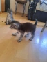 Ангорски котки, снимка 4