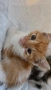 Мъжко котенце на 1 месец си търси любящо семейство, снимка 1