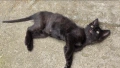Подарявам малко черно коте, снимка 2