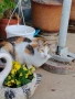 Подарявам две котки, снимка 5