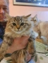 Екзотични сибирки на 5 месеца, снимка 4