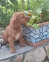 Английски кокершпаньол, снимка 1