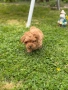 Той пудел / Toy poodle, снимка 7