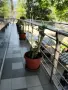 Продавам палма Юка / Yucca, 15 годишна, 1.2 м. височина, 5 стъбла, саксия Ф 45, снимка 1