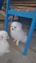 Продава мини Померан, снимка 5