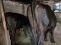 крави за кланее, снимка 1