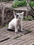 Подарявам котета, снимка 3