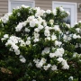 Гарденията (Gardenia jasminoides), снимка 6