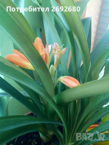 Голяма оранжева кливия с цветонос(5бр.в една саксия с обща цена), снимка 4 - Стайни растения - 45435468