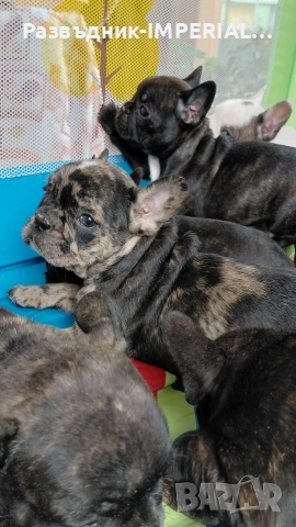 френски булдог-булдочета, снимка 5 - Френски булдог - 54092555