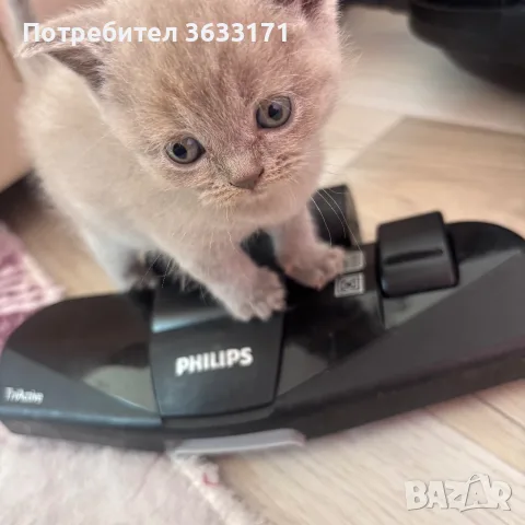 Британски късокосмести котенца!, снимка 5 - Британска късокосместа - 55528270