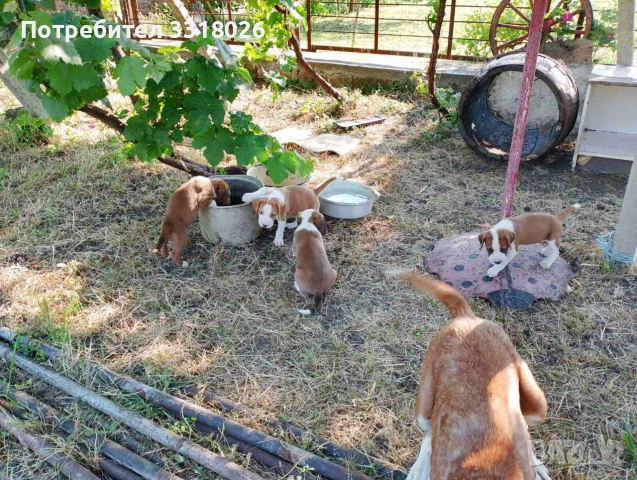 продавам чистокръвни ловджийски кучета, снимка 2 - Други - 55198448