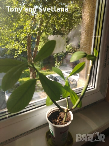Каучуково растение (Syngonium grantii) , снимка 8 - Стайни растения - 54664226