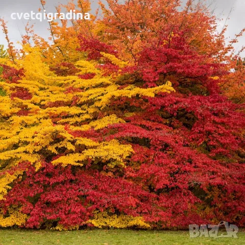 Parrotia persica (Персийска паротия / Желязно дърво), снимка 2 - Градински цветя и растения - 55405930