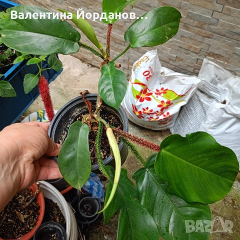 стайни цветя , снимка 9 - Стайни растения - 54590866