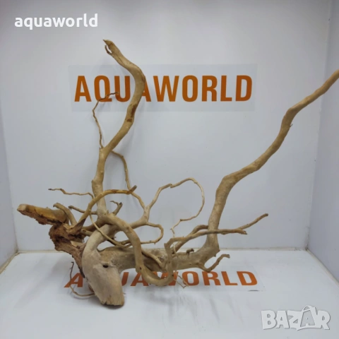 Корен Азалия 1