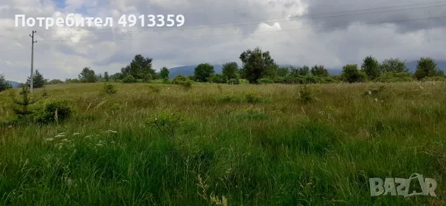 Домашен пчелен мед Букет от Родопите – реколта 2026, от производител, снимка 8 - Пчелни продукти - 55600946