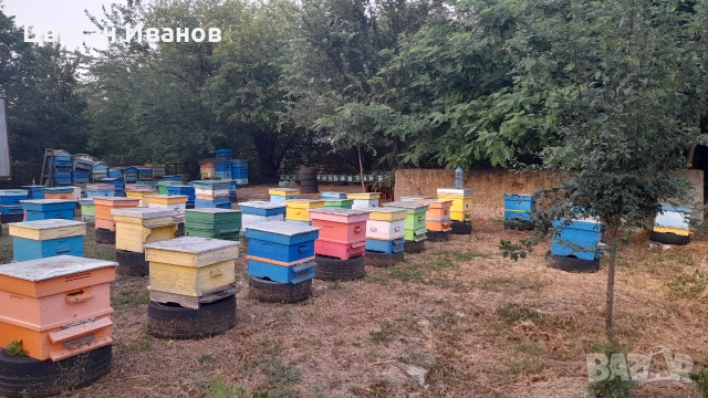 Пчелни семейства , снимка 5 - За пчели - 55212857