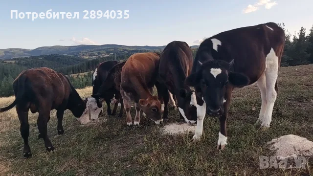 бозайници и отбити телета , снимка 8 - Крави - 55388104