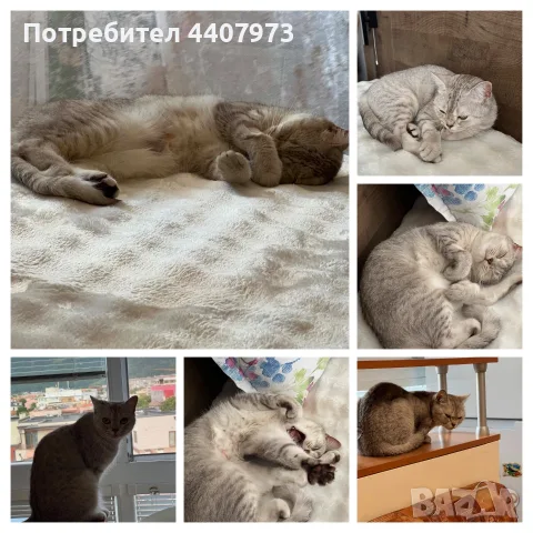 Британка на 2 години, Подаряваме  , снимка 4 - Британска късокосместа - 55334891