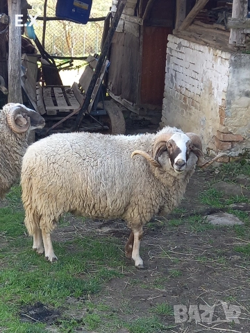 Кочове , снимка 5 - Овце - 54293399