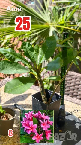 🌸 Плумерия (Frangipani) – Изберете си растение 🌸, снимка 8 - Градински цветя и растения - 55526267