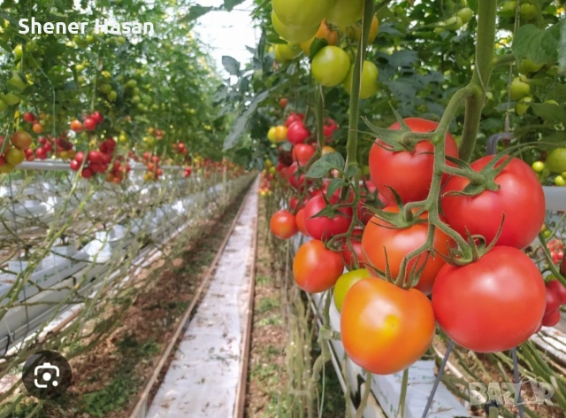 Продавам фейсбук страница с 3366 последователя за набиране на работници за работа в холандия , снимка 6 - Продажба или споделяне на готов бизнес - 55086291