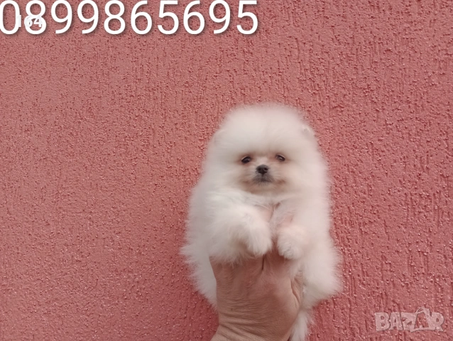 Мъжки и женски Померани. Реални снимки ! Различни възрасти !!!