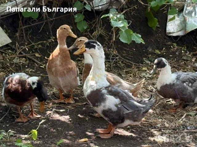 Разпродажба на патици, каки кембъл, каюга, пекински, и други пернати кокошки и други, снимка 4 - други­ - 55492958