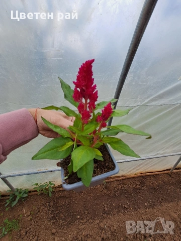 Два вида пламъче, няколко цвята , снимка 6 - Градински цветя и растения - 54282774