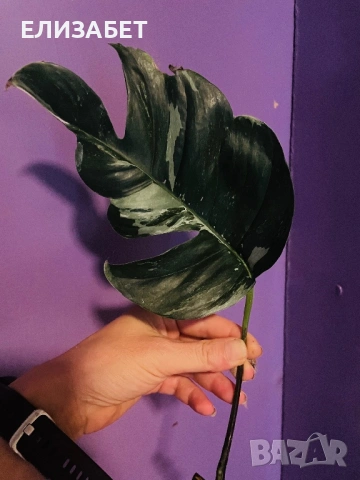 Monstera