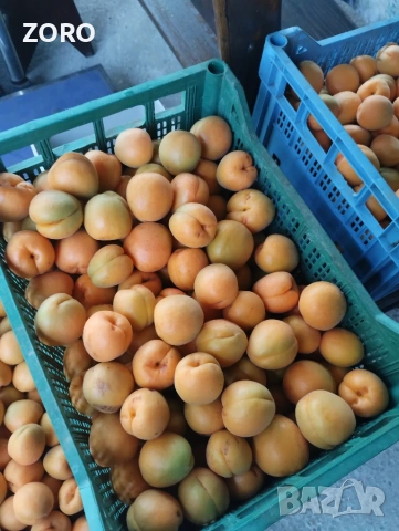 Продавам кайсии за компот , снимка 4 - Домашни продукти - 55206926