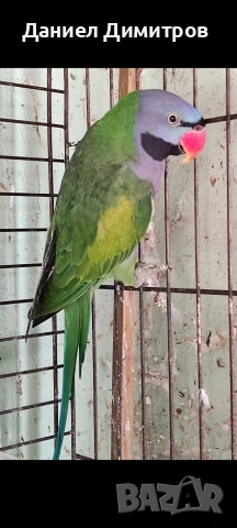 птици на добри цени 🦜, снимка 7 - За птици - 54742395
