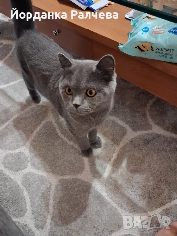Британска женска котка, снимка 2 - Британска късокосместа - 55590061