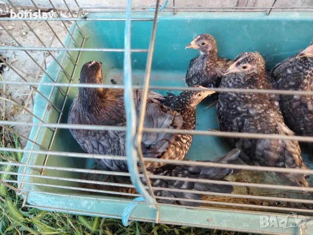 Продавам ярки шабо, снимка 4 - други­ - 55156699