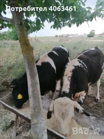 Продавам телета 