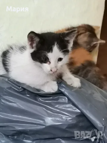 Котенца - Подарявам, снимка 5 - Други - 55357912